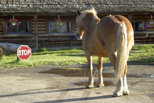horse-at-stop-sign